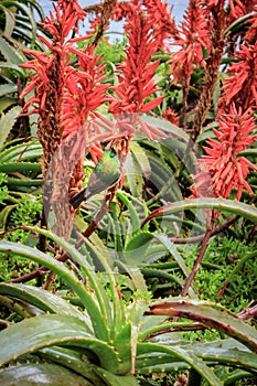 Aloe ferox flowers with sunbirds feeding on the flowers,Ã‚Ã‚Â  Cape Point, Cape Town